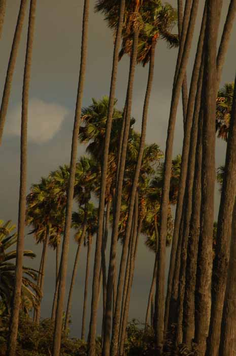 Santa Monica Park